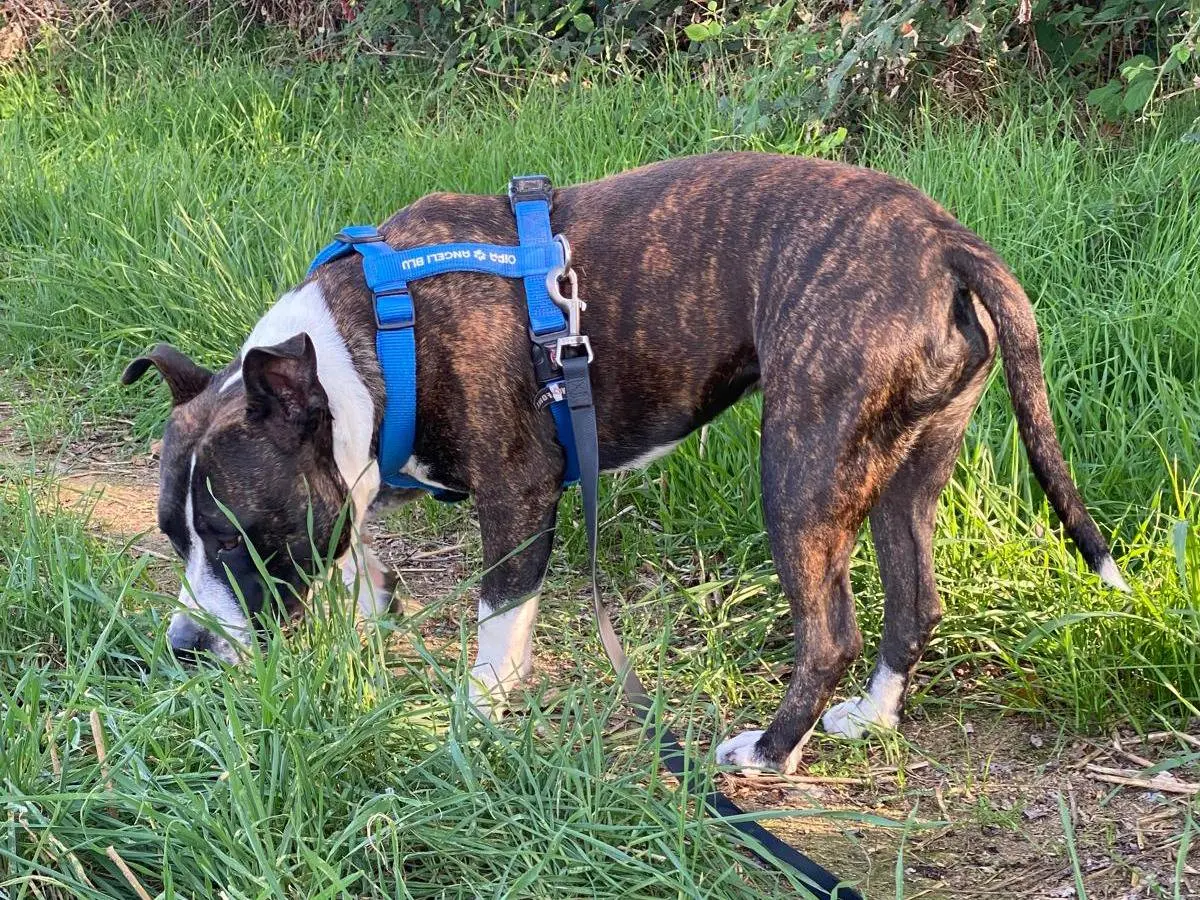 Adotta un cane, taglia media, femmina, Milano