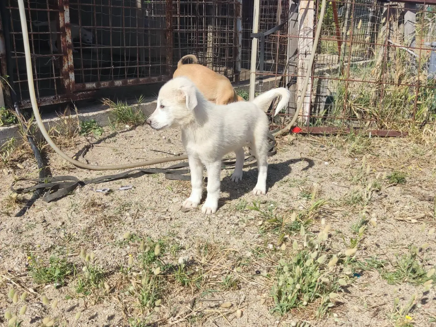 Adotta un cane, femmina, 8 mesi, Varese