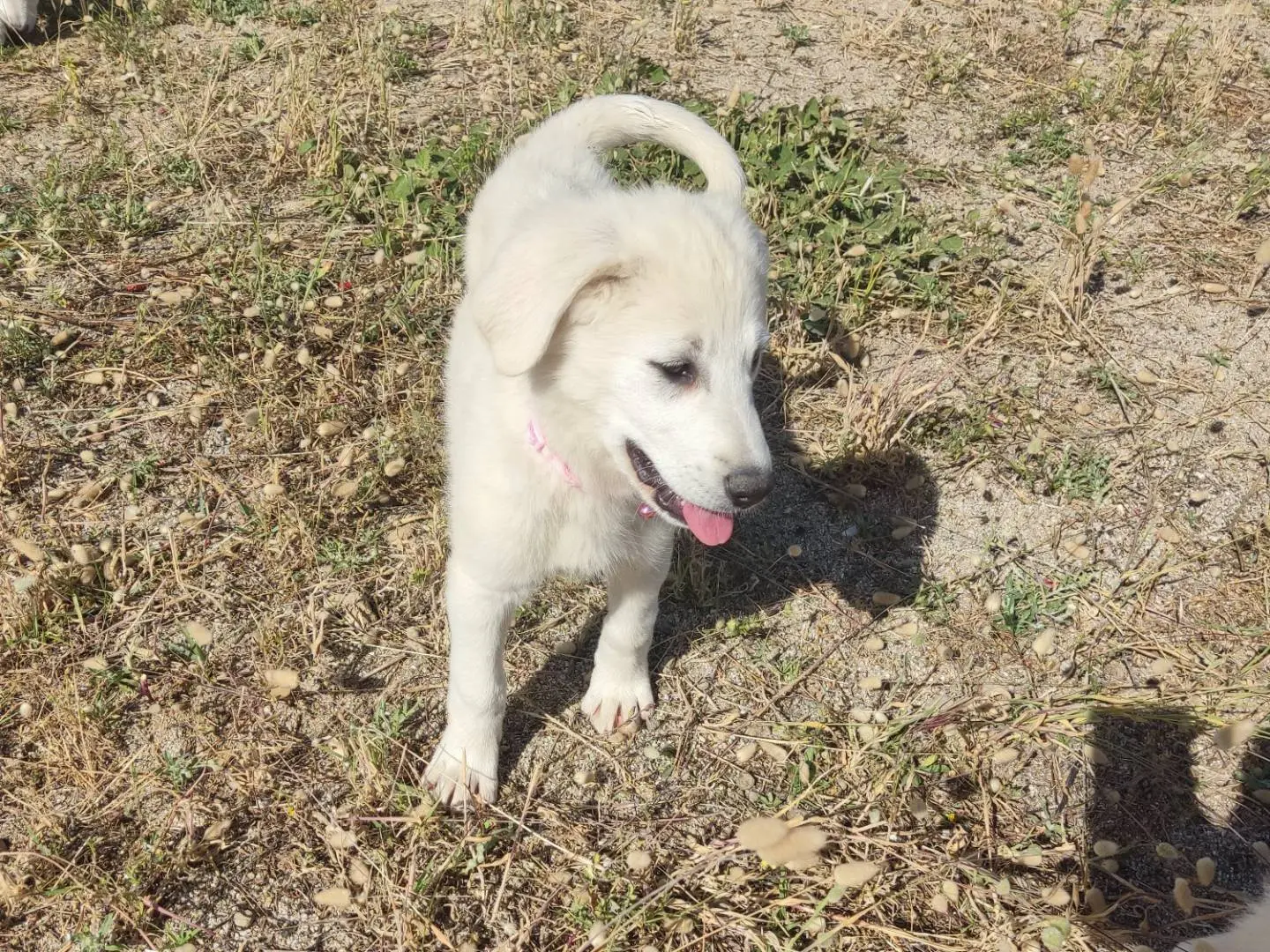 Adozione cane, femmina, Golden Retriever Razza sconosciuta, 8 mesi, taglia grande, Varese