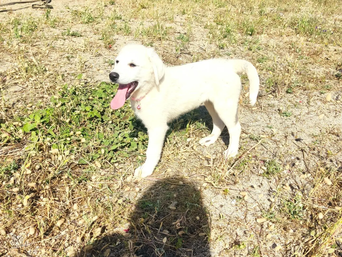 Adotta un cane, taglia grande, femmina, Varese