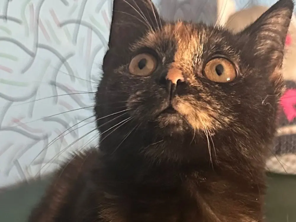 Adotta un gatto, femmina, 1 anno e 8 mesi, Siracusa