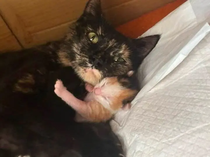 Adozione gatto, femmina, Orientale Razza sconosciuta, 1 anno e 8 mesi, taglia non valida, Siracusa