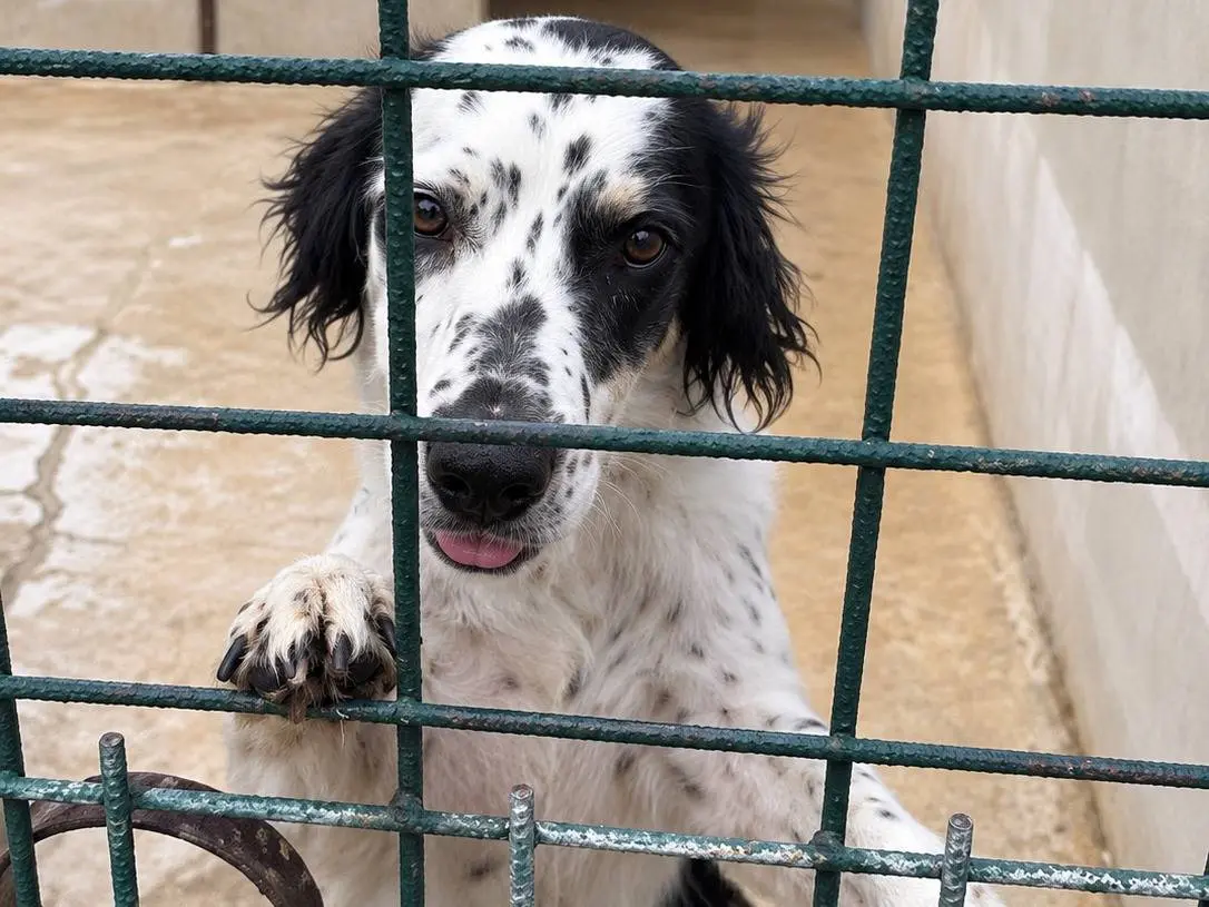 Adozione cane, maschio, Setter Inglese Razza sconosciuta, 11 mesi, taglia media contenuta, Avellino