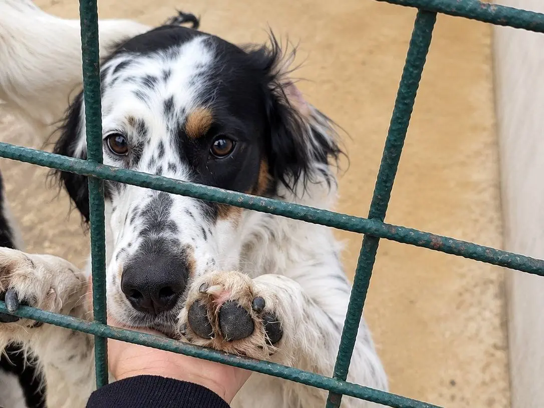 Adotta un cane, taglia media contenuta, maschio, Avellino