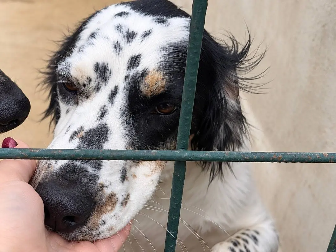 Adotta un cane, maschio, 11 mesi, Avellino