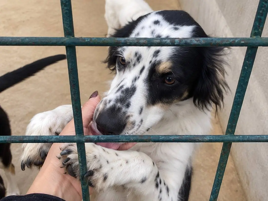 Vuoi adottare un cane a Avellino?