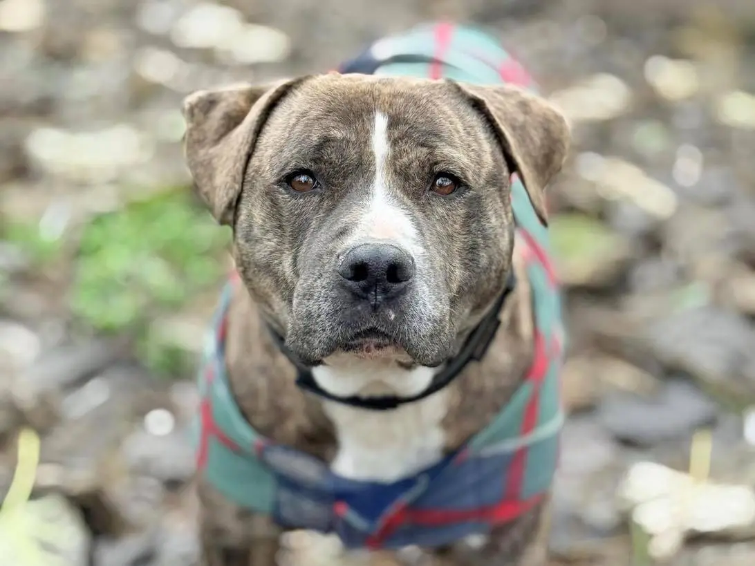 Adozione cane, maschio, Pitbull Razza sconosciuta, 5 anni e 10 mesi, taglia grande, Bergamo