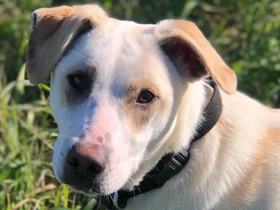 Adotta un cane, maschio, 1 anno e 1 mese, Agrigento