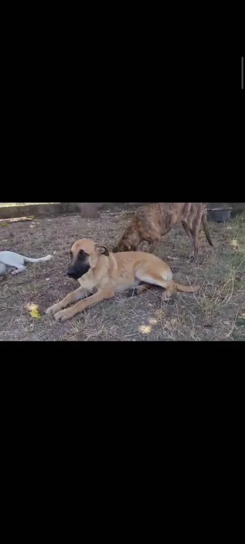 Adozione cane, maschio, meticcio, 3 anni e 7 mesi, taglia media, Salerno