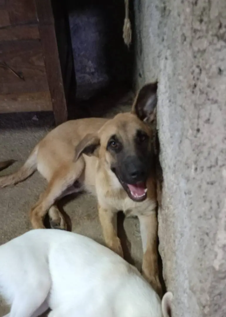 Adotta un cane, taglia media, maschio, Salerno