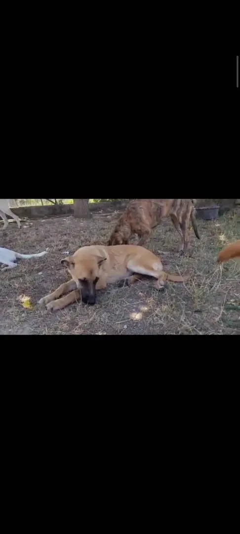 Adotta un cane, maschio, 3 anni e 7 mesi, Salerno