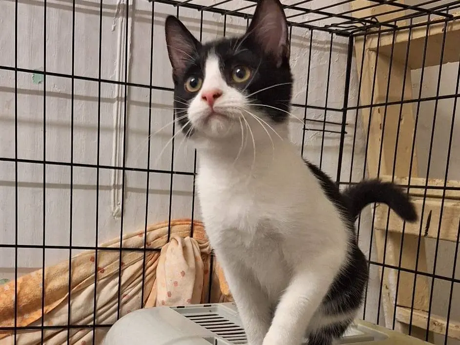 Adozione gatto, maschio, Razza sconosciuta Razza sconosciuta, 3 mesi, taglia non valida, Bari