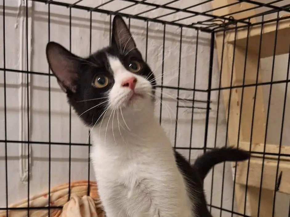 Vuoi adottare un gatto a Bari?