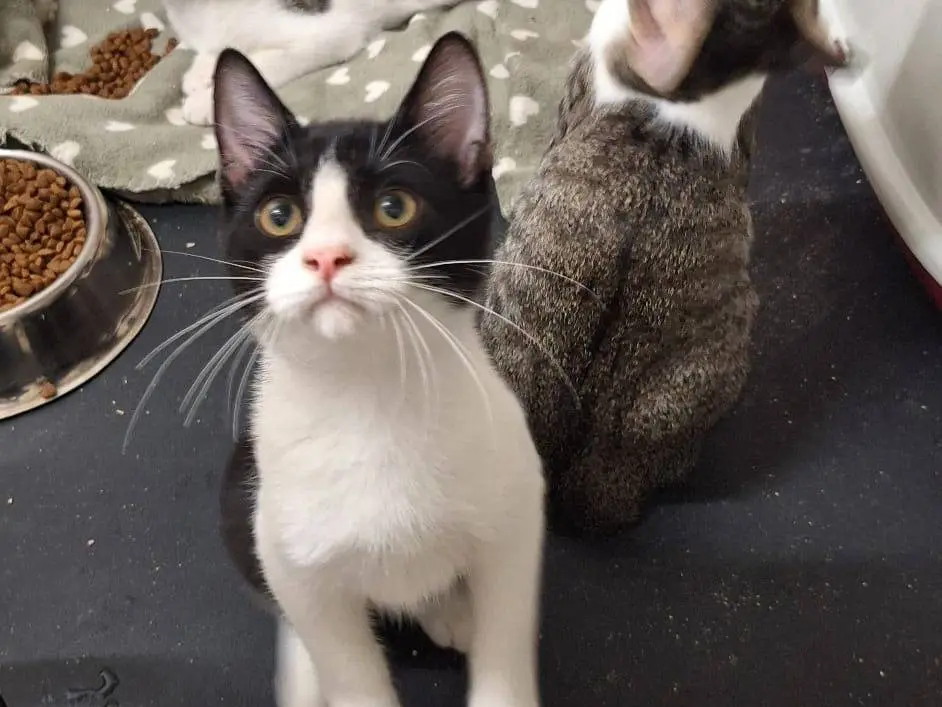 Adotta un gatto, maschio, 3 mesi, Bari