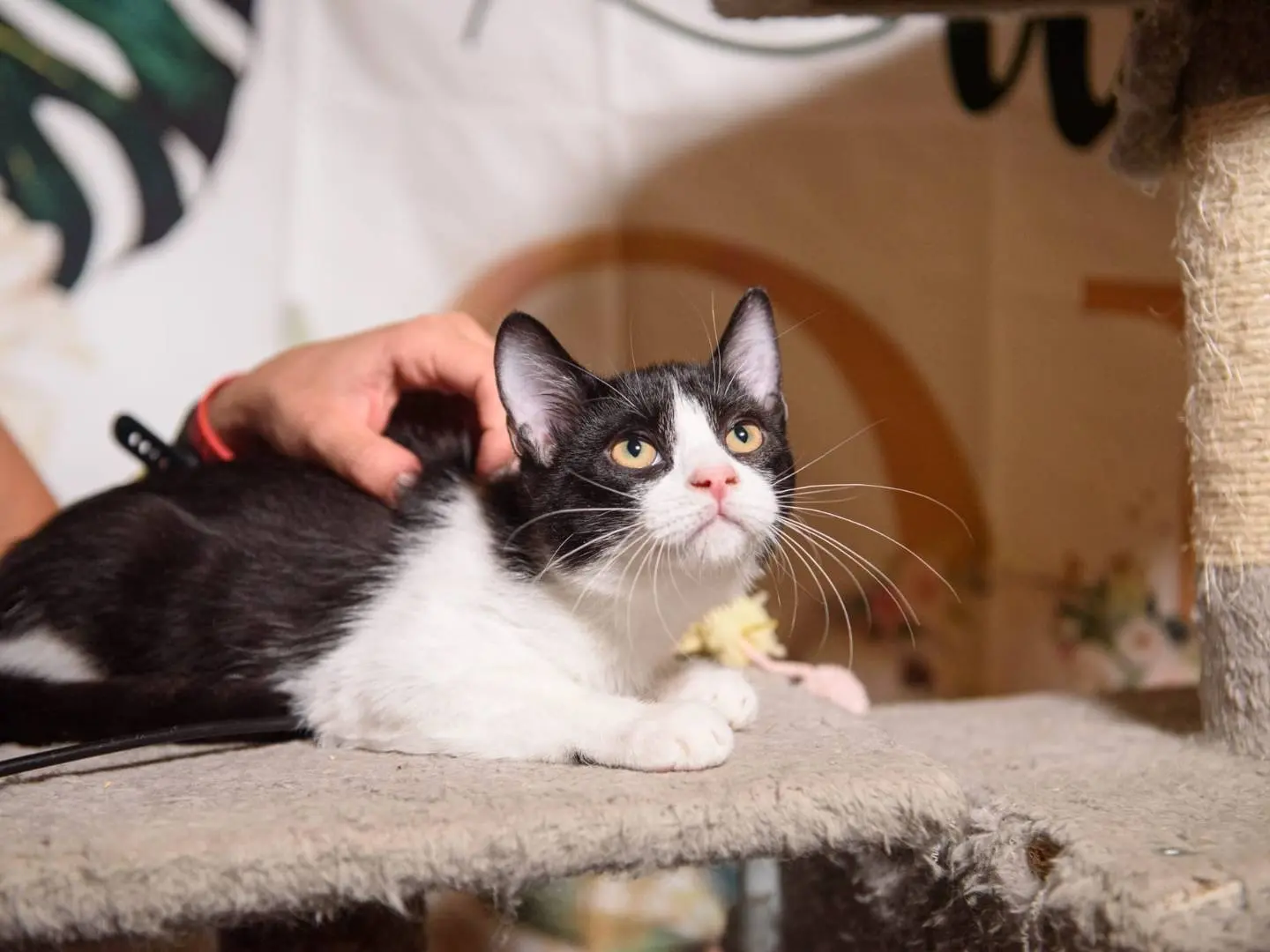 Adotta il gatto Abel a Bari
