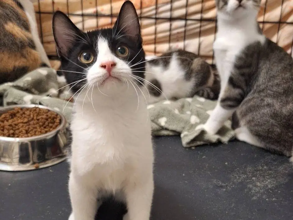 Adotta un gatto, taglia non valida, maschio, Bari