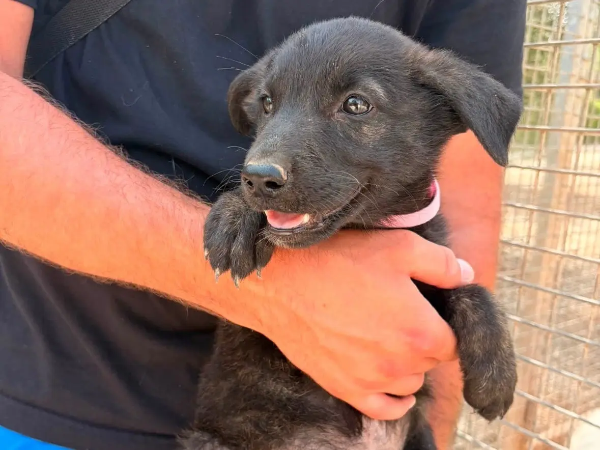 Adozione cane, femmina, Razza sconosciuta Razza sconosciuta, 5 mesi, taglia media, Taranto