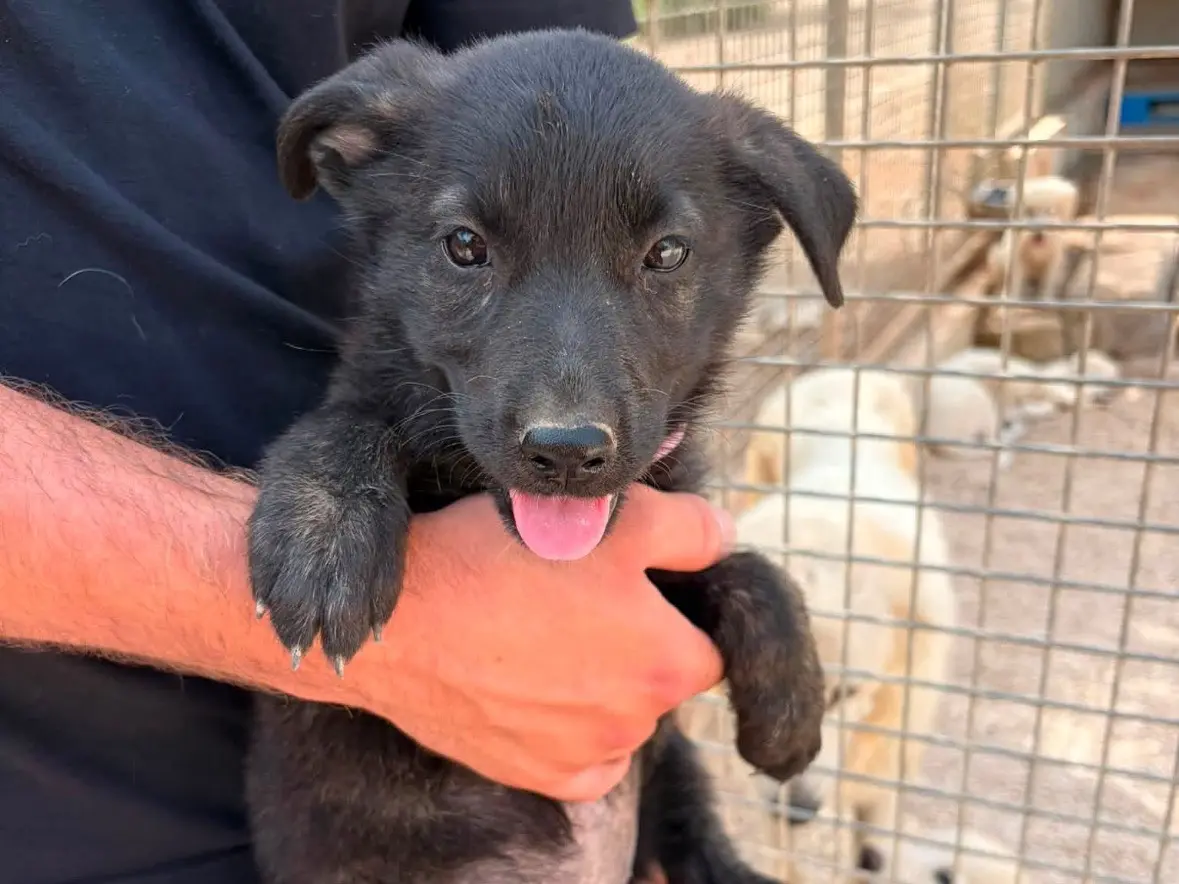 Adotta un cane, femmina, 5 mesi, Taranto
