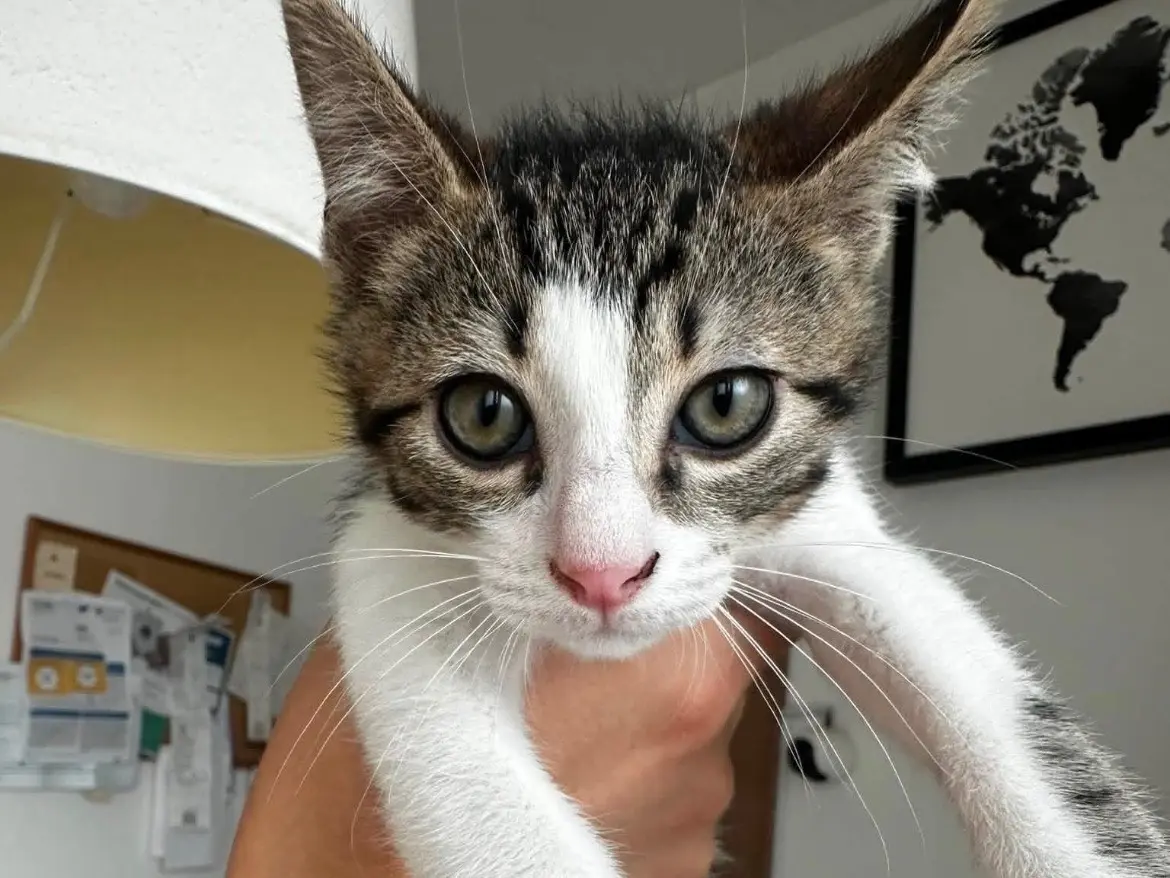 Adozione gatto, maschio, Razza sconosciuta Razza sconosciuta, 6 mesi, taglia non valida, Torino