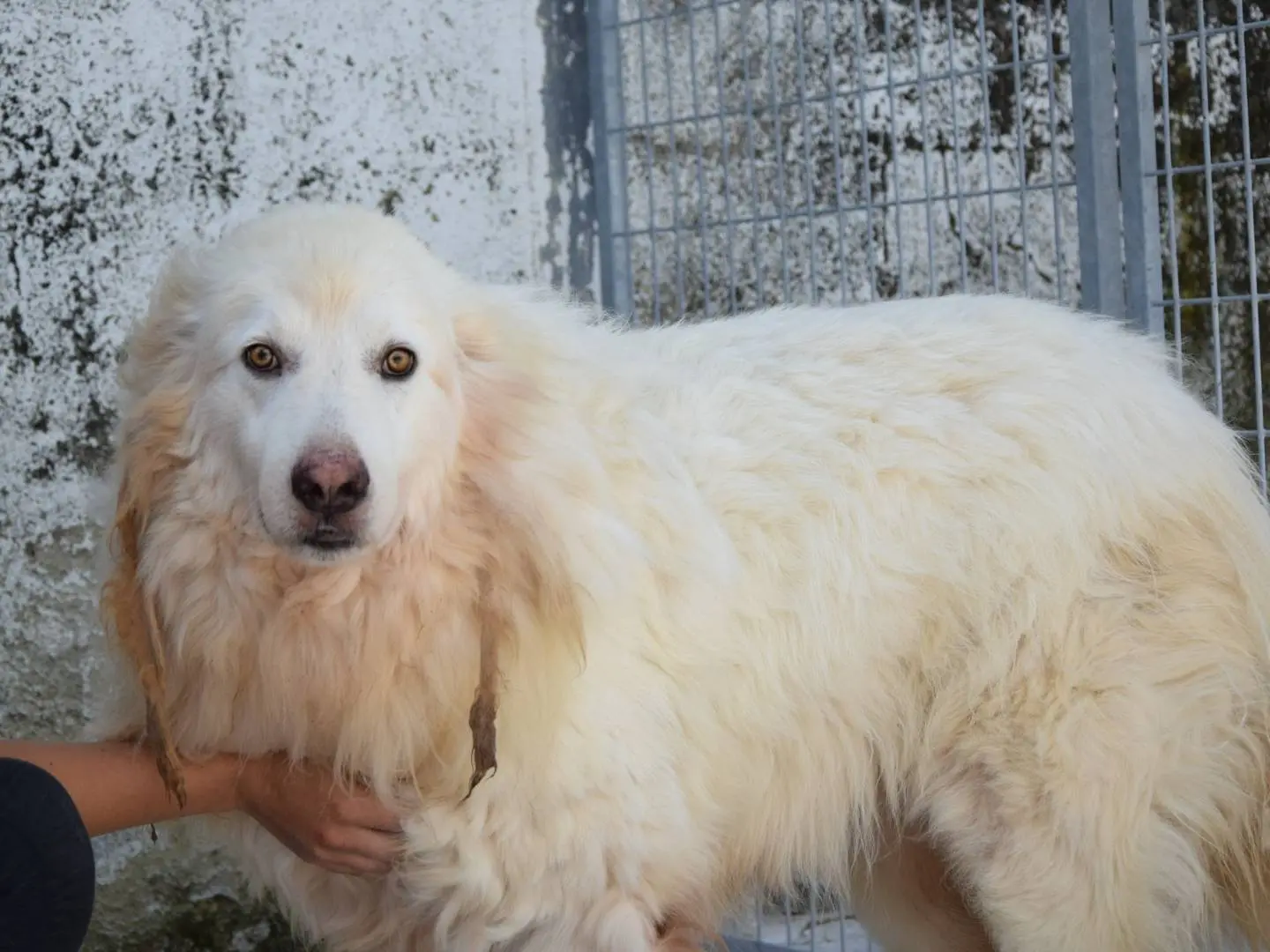 Adozione cane, maschio, Razza sconosciuta Razza sconosciuta, 9 anni e 2 mesi, taglia gigante, Chieti