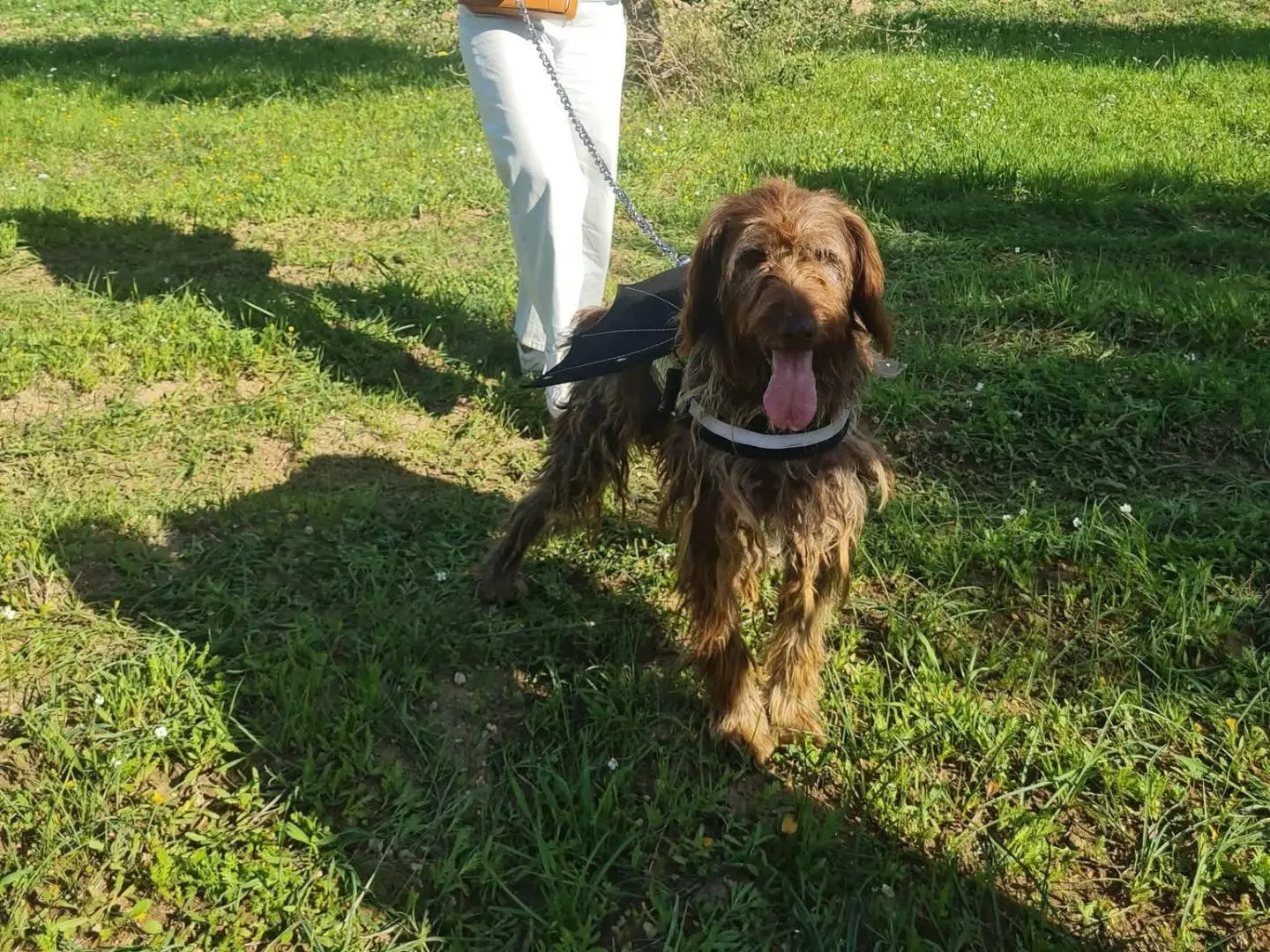 Adotta il cane Vasco a Taranto