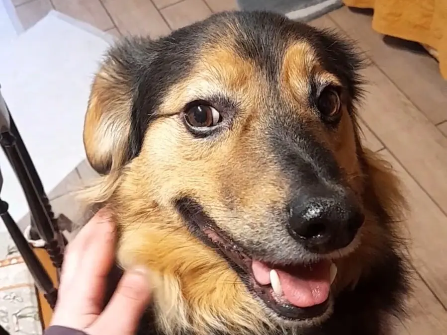 Adotta un cane, maschio, 6 anni e 2 mesi, Trento