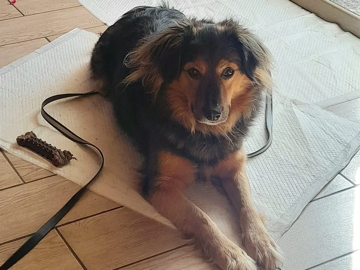 Adotta un cane, taglia media contenuta, maschio, Trento