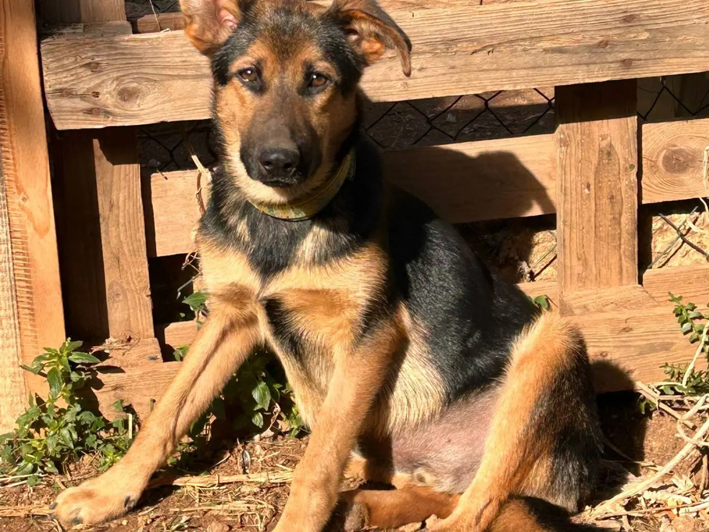 Adotta un cane, maschio, 2 anni e 5 mesi, Lecce