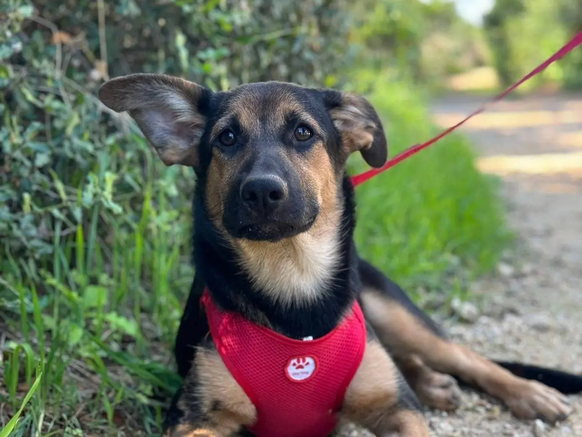 Adozione cane, maschio, Pastore tedesco Razza sconosciuta, 2 anni e 5 mesi, taglia media contenuta, Lecce