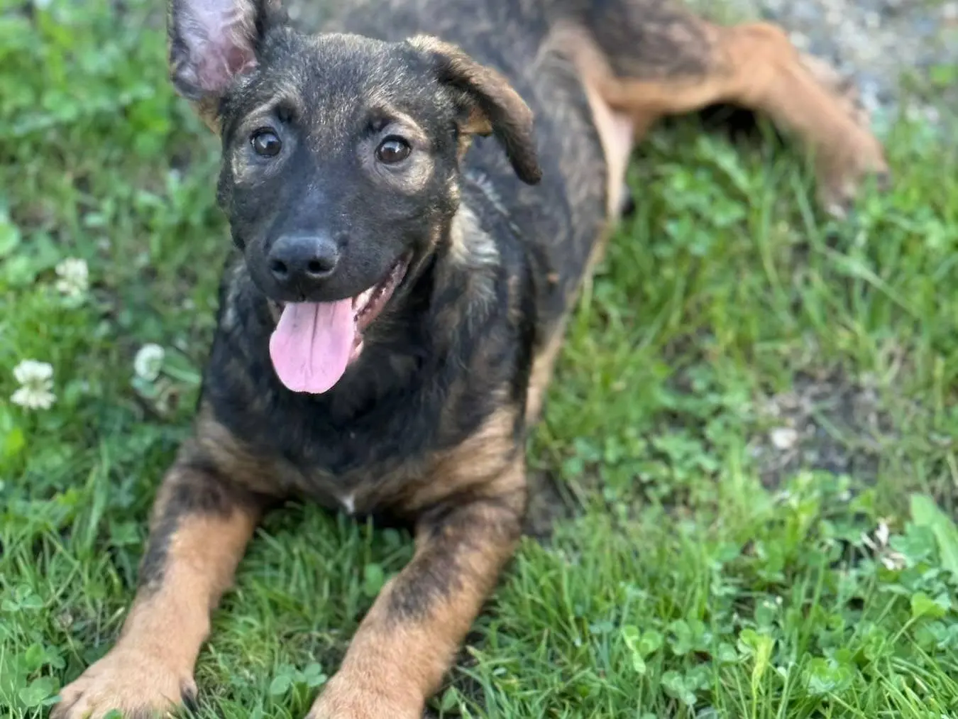 Adotta il cane OTTO LUPACCHIOTTI a Firenze