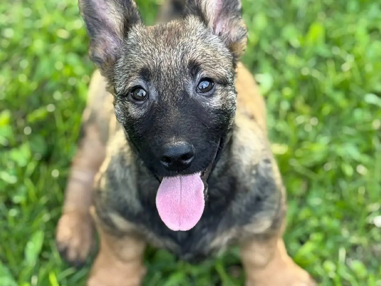 Adotta un cane, maschio, 8 mesi, Firenze