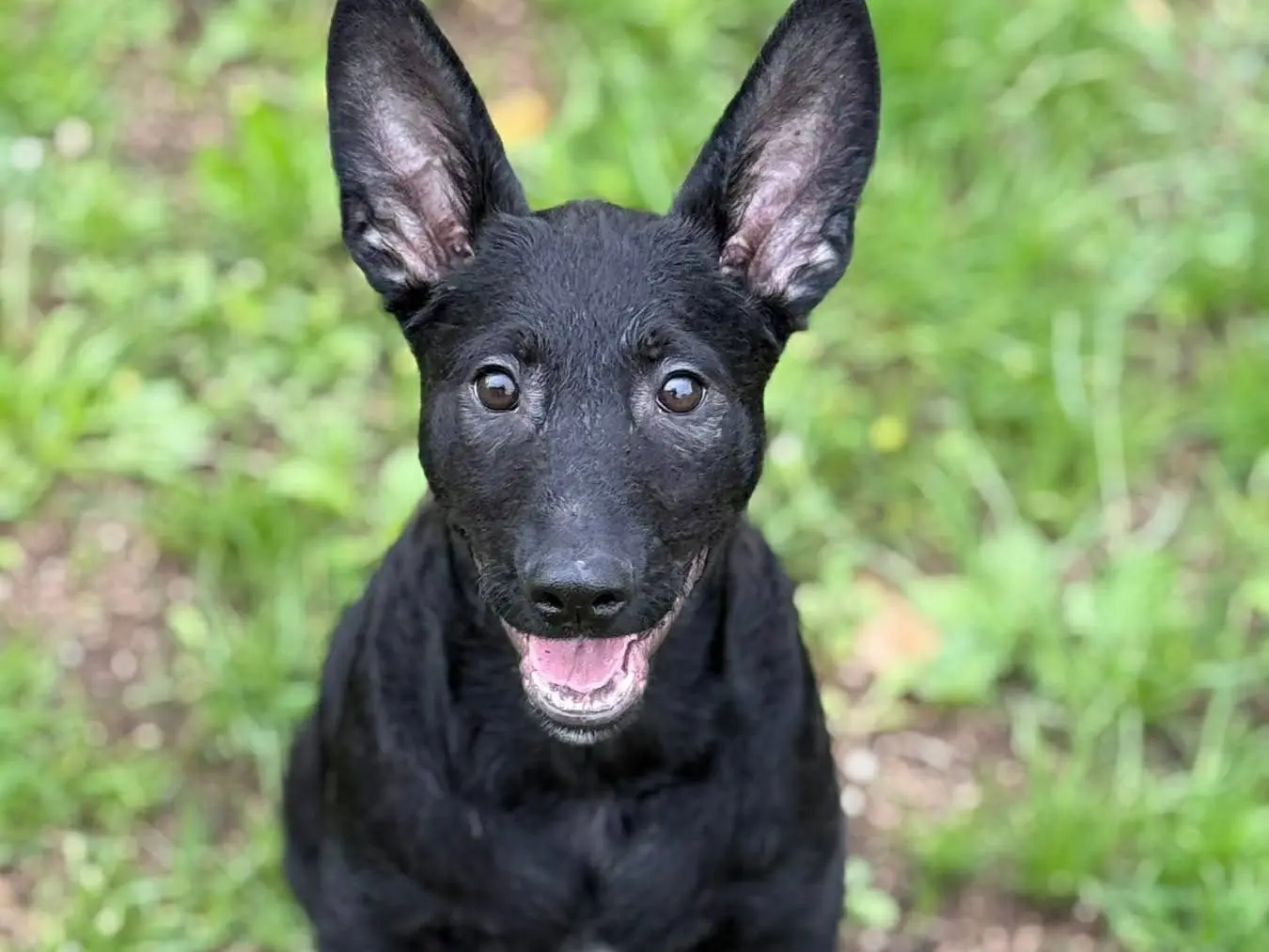 Vuoi adottare un cane a Firenze?