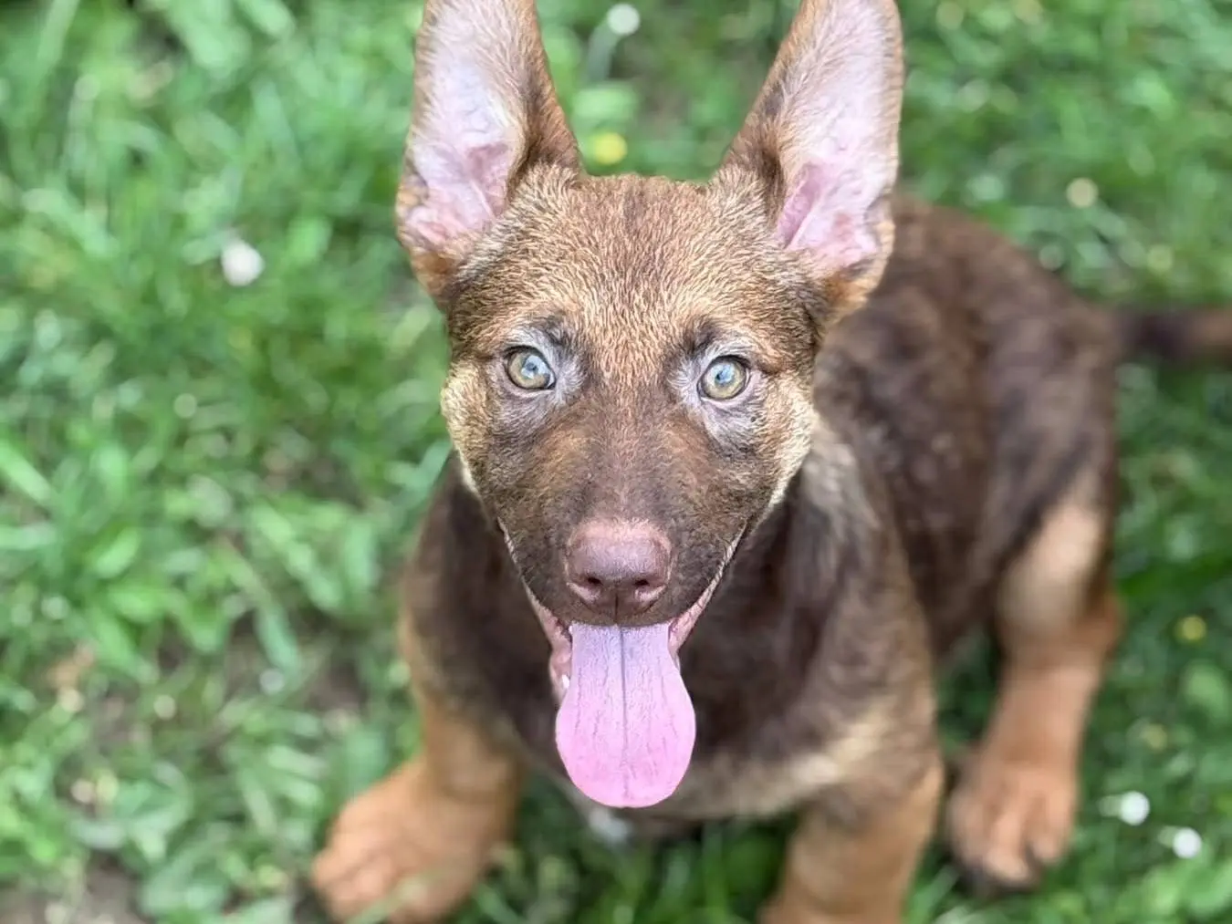 Adozione cane, maschio, Razza sconosciuta Razza sconosciuta, 8 mesi, taglia media, Firenze