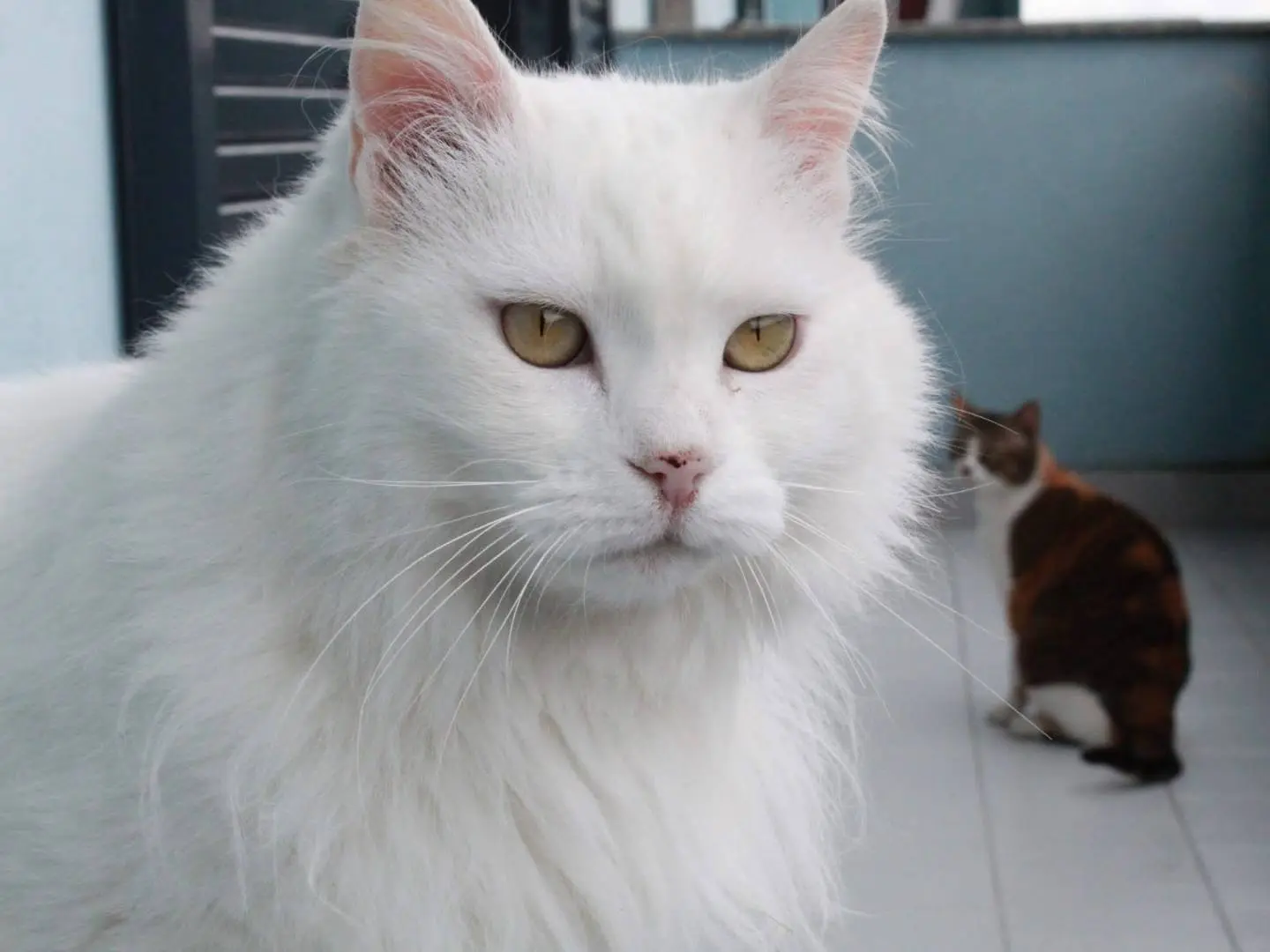 Adozione gatto, femmina, Razza sconosciuta Razza sconosciuta, 11 anni e 6 mesi, taglia non valida, Napoli