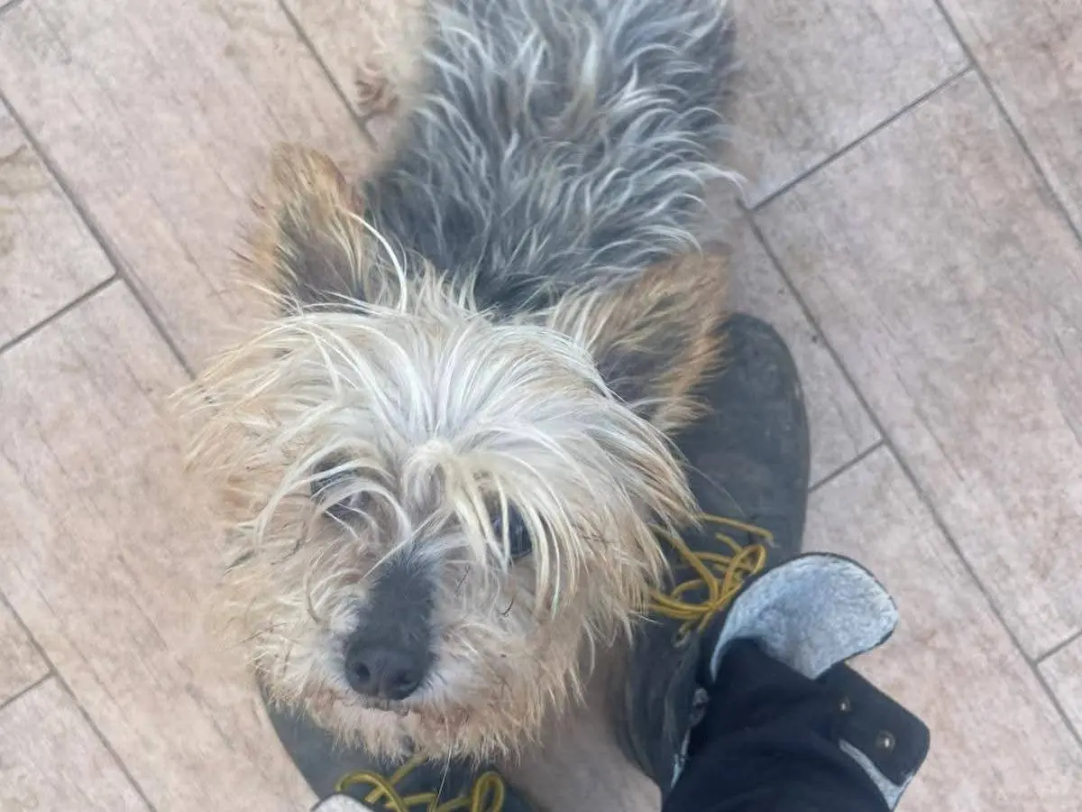 Adotta un cane, femmina, 4 anni e 9 mesi, Frosinone