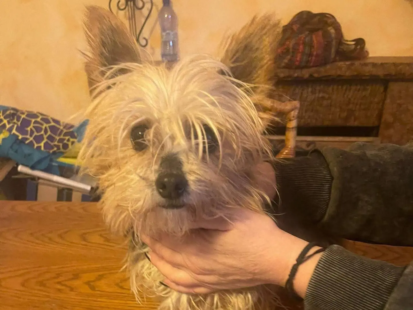 Adozione cane, femmina, Yorkshire Terrier Razza sconosciuta, 4 anni e 9 mesi, taglia piccola, Frosinone