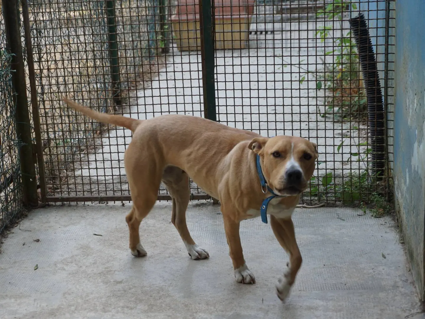 Vuoi adottare un cane a Pescara?