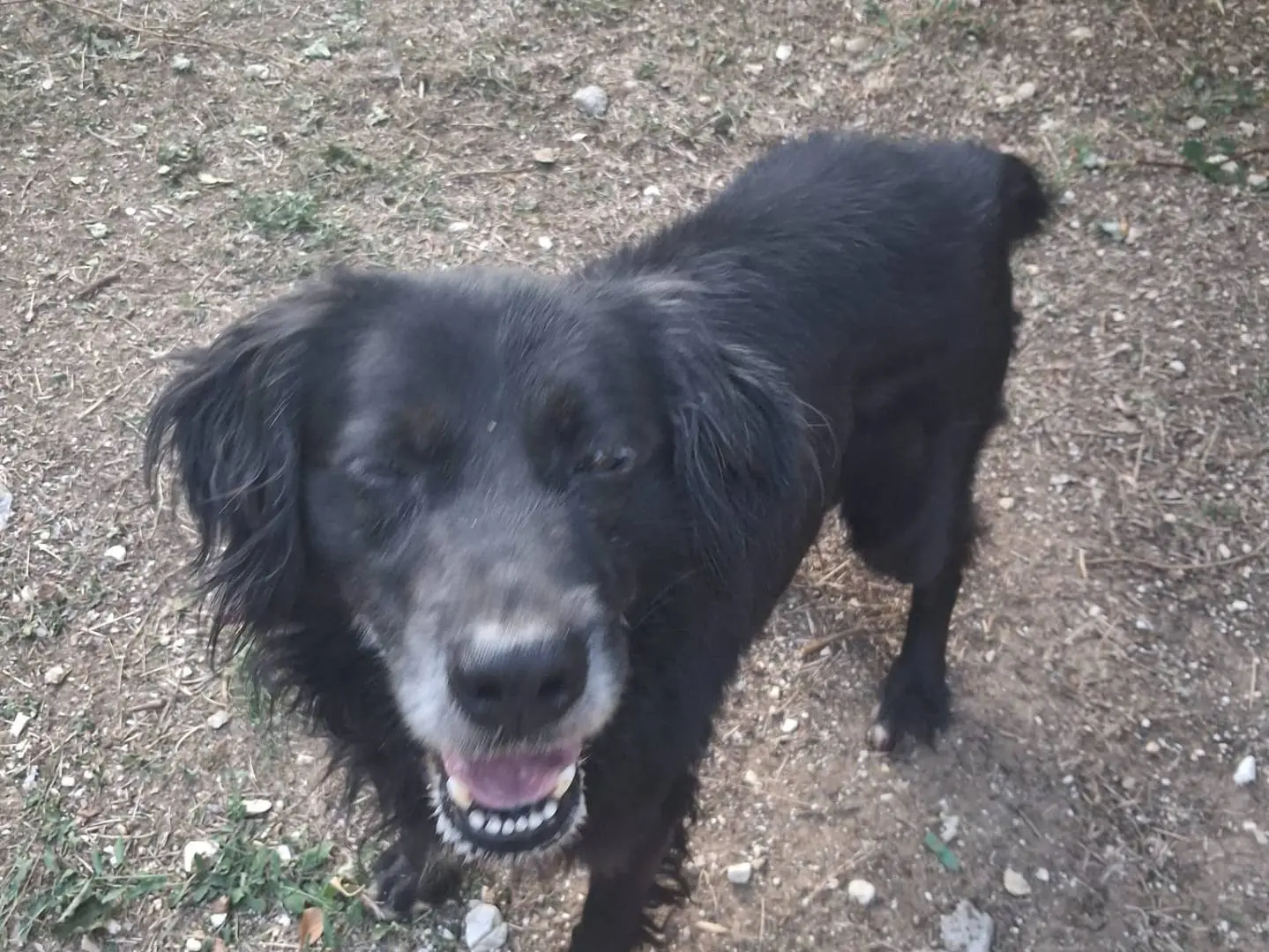 Vuoi adottare un cane a Terni?