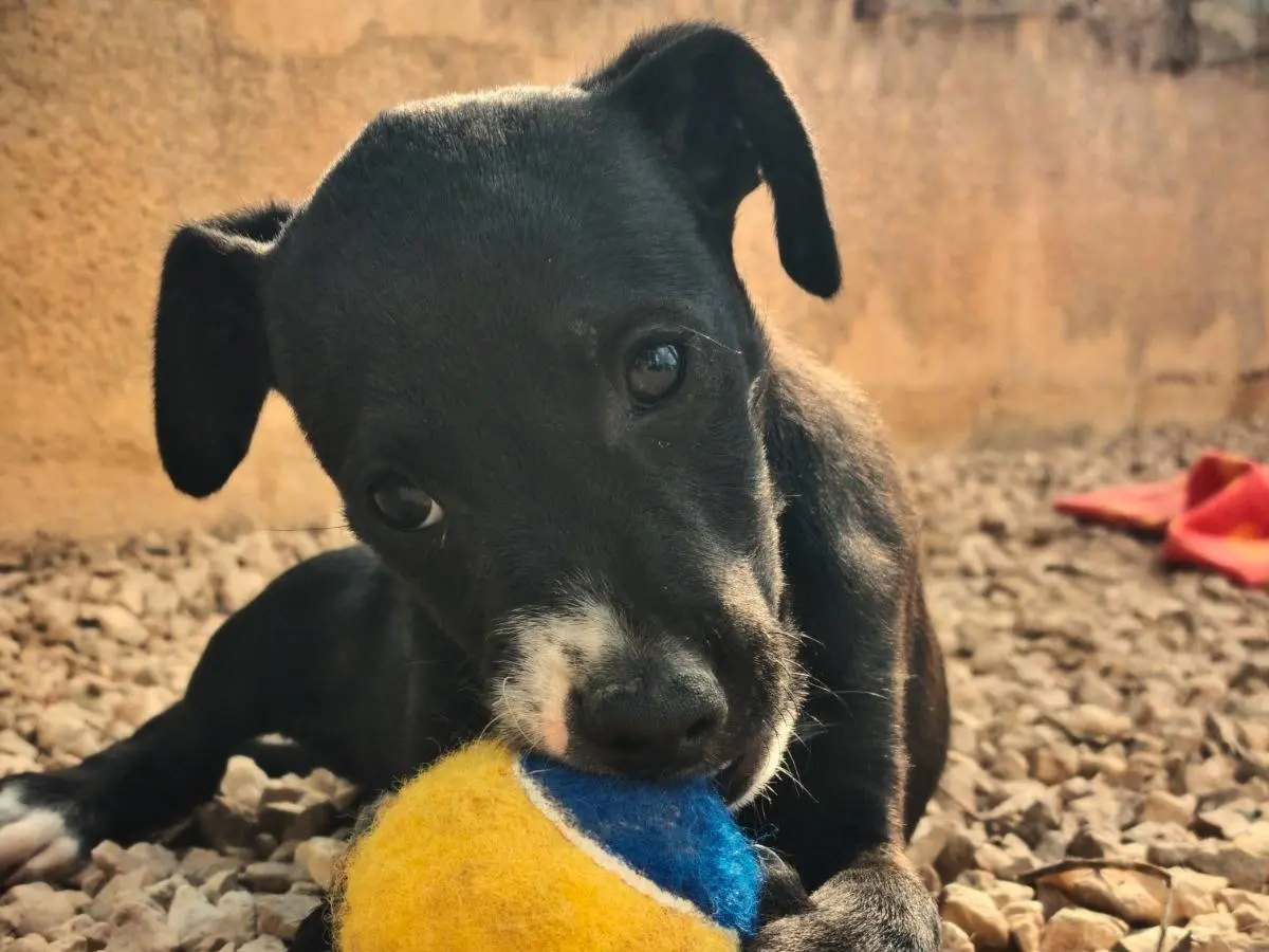 Adozione cane, maschio, Razza sconosciuta Razza sconosciuta, 2 mesi, taglia media contenuta, Lecce