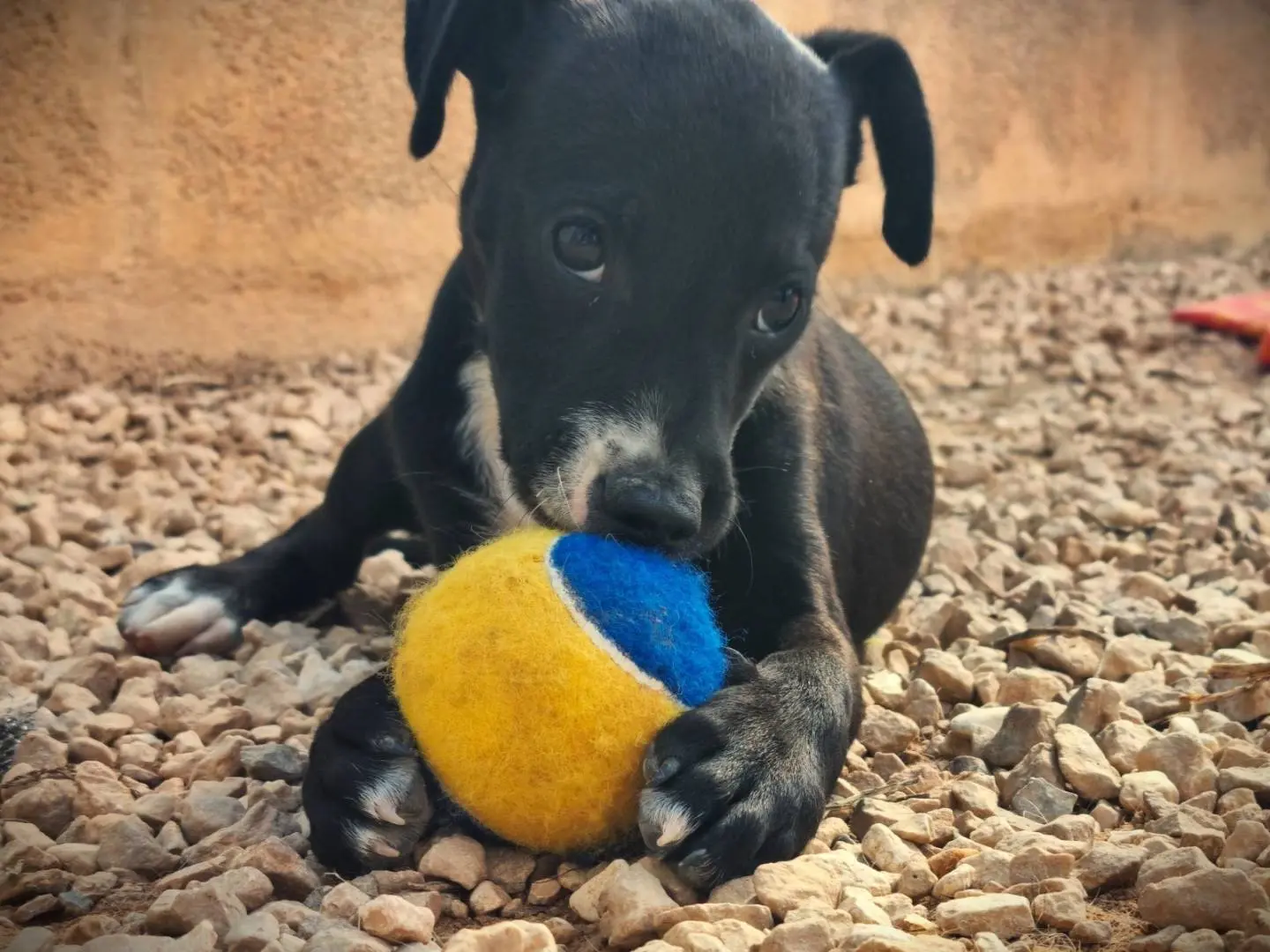 Vuoi adottare un cane a Lecce?