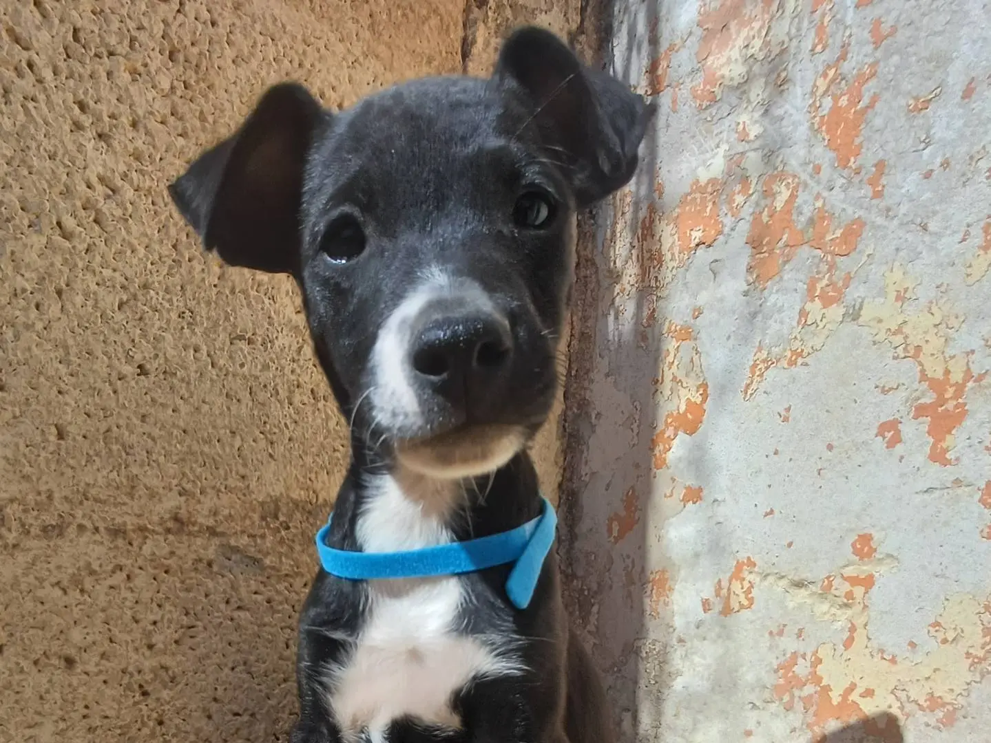 Adotta un cane, maschio, 2 mesi, Lecce
