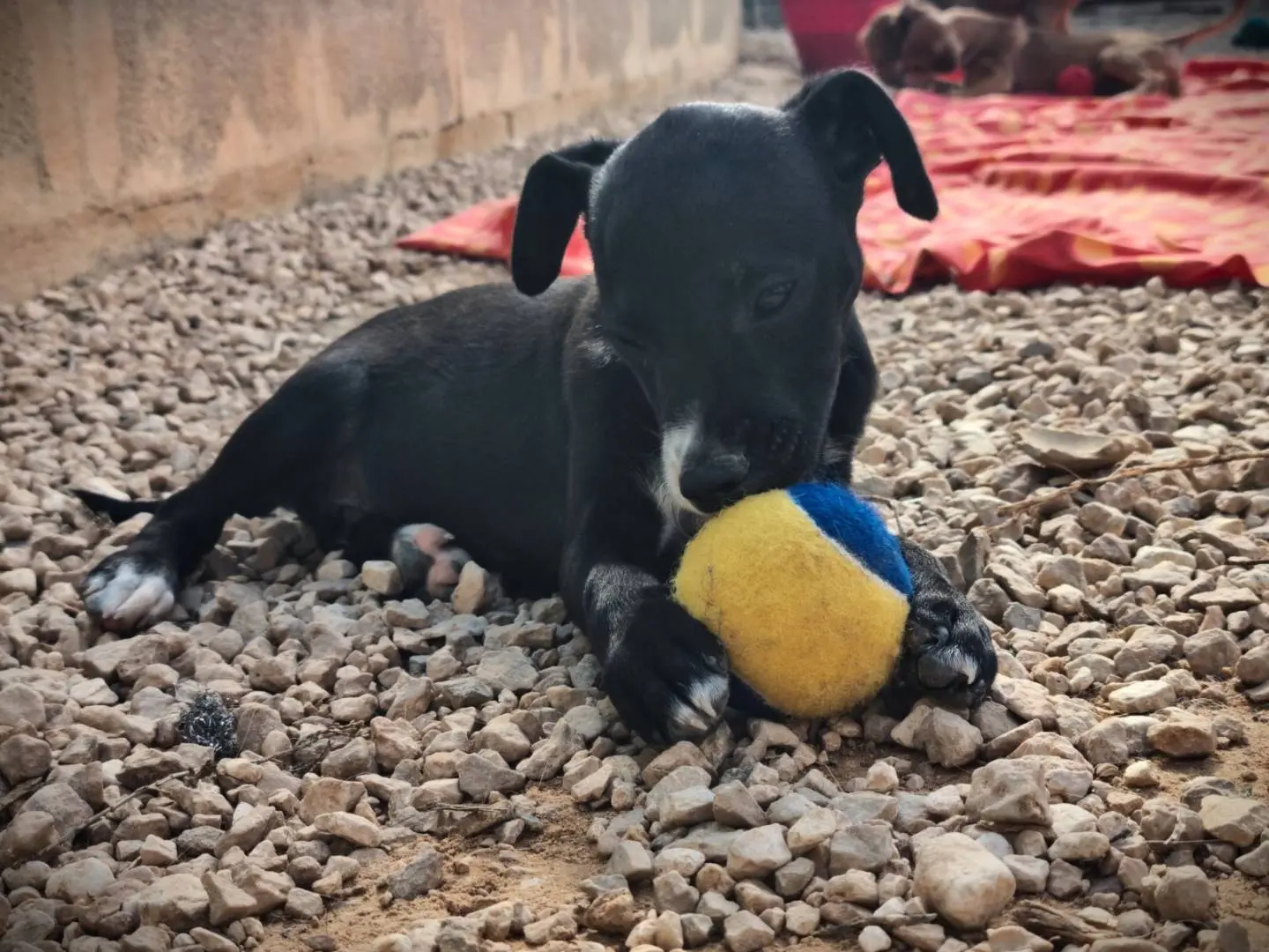 Adotta un cane, taglia media contenuta, maschio, Lecce