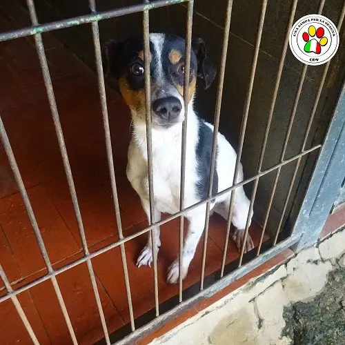 Adozione cane, maschio, meticcio, 5 anni e 1 mese, taglia piccola, Como