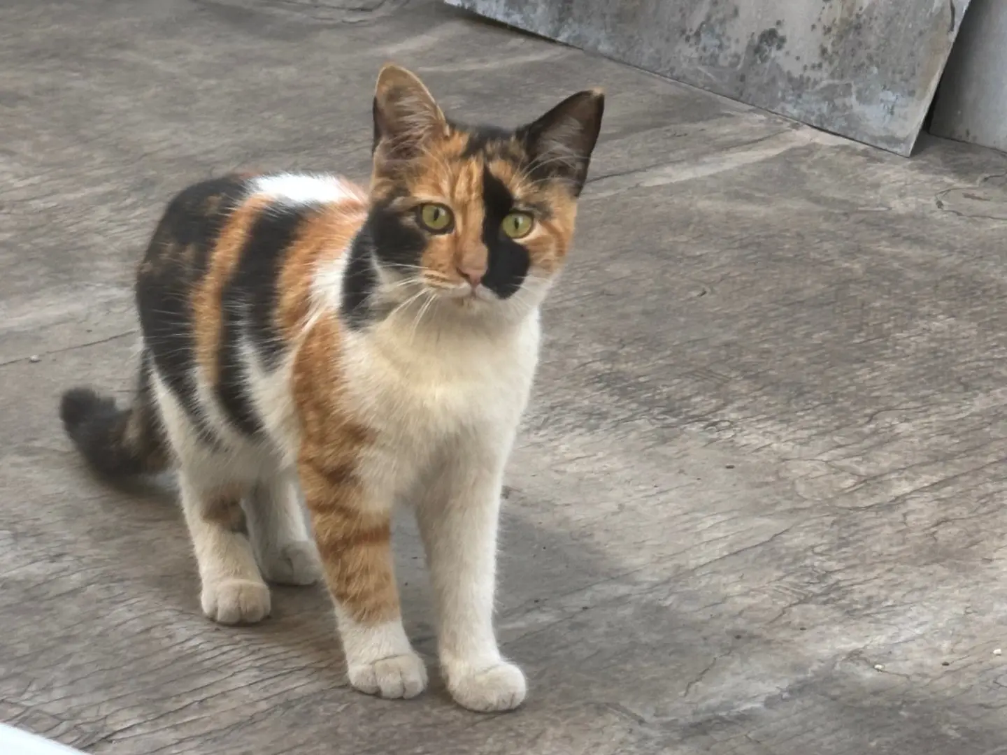 Adozione gatto, femmina, Razza sconosciuta Razza sconosciuta, 3 mesi, taglia non valida, Napoli