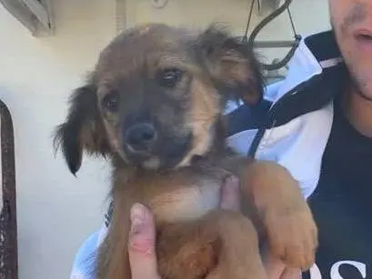 Adotta un cane, maschio, 3 mesi, Padova