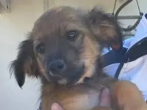 Adozione cane, maschio, Pinscher Razza sconosciuta, 3 mesi, taglia piccola, Padova