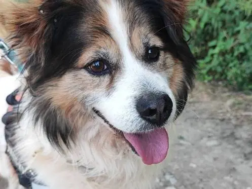 Adotta un cane, maschio, 9 anni e 10 mesi, Napoli