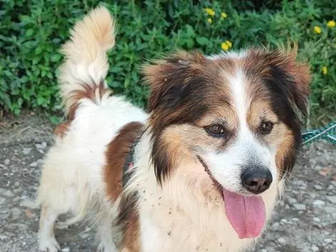 Adozione cane, maschio, Razza sconosciuta Razza sconosciuta, 9 anni e 10 mesi, taglia piccola, Napoli