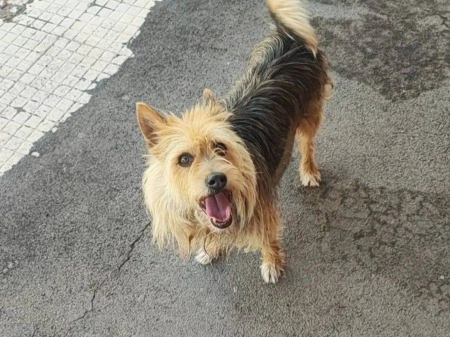 Adozione cane, maschio, Yorkshire Terrier Razza sconosciuta, 12 anni e 9 mesi, taglia piccola, Catania