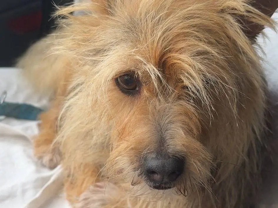 Vuoi adottare un cane a Catania?